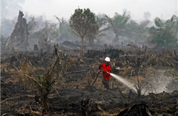 Cháy rừng tại Indonesia gây thiệt hại nặng 